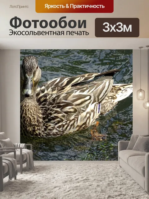 Фотообои Утка в пруду