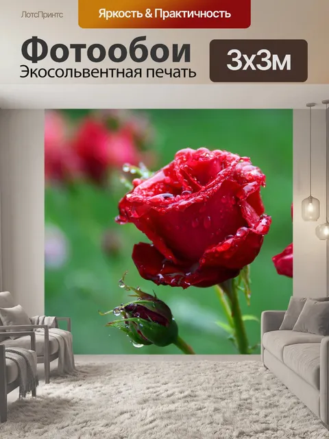 Фотообои Китайская роза