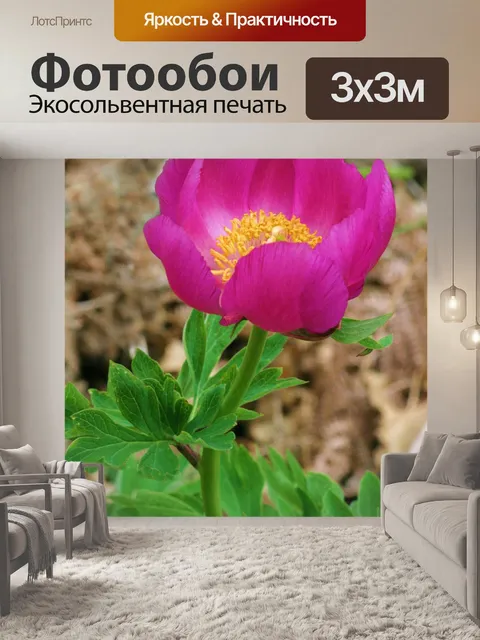 Фотообои Пион