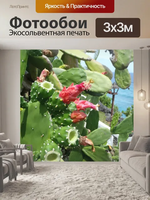 Фотообои Кактус