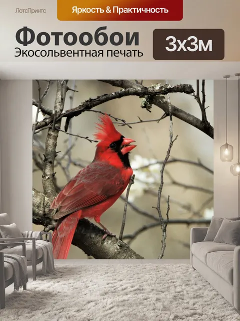 Фотообои Северный кардинал весной