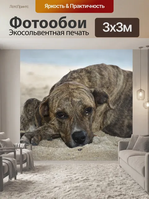 Фотообои Собака