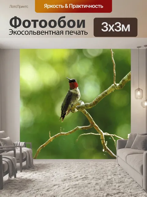 Фотообои Колибри
