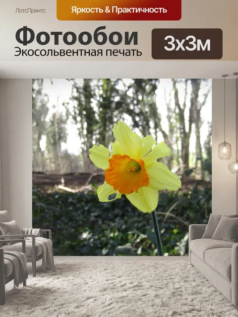 Фотообои Одинокий нарцисс