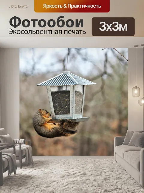 Фотообои Белка на висящем кормушке