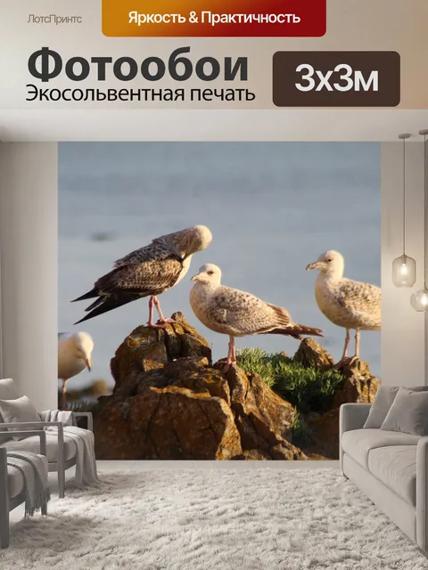 Фотообои Чайки