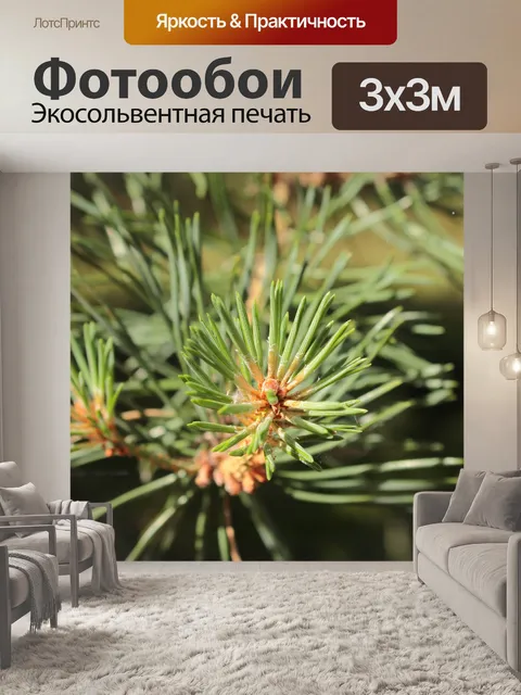 Фотообои Хвойные 02
