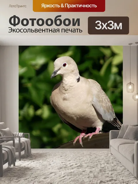 Фотообои Голубь