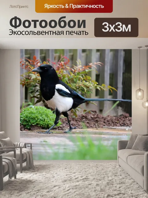 Фотообои Сорока
