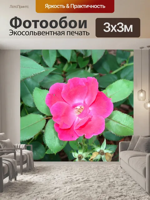 Фотообои Нокаут розы