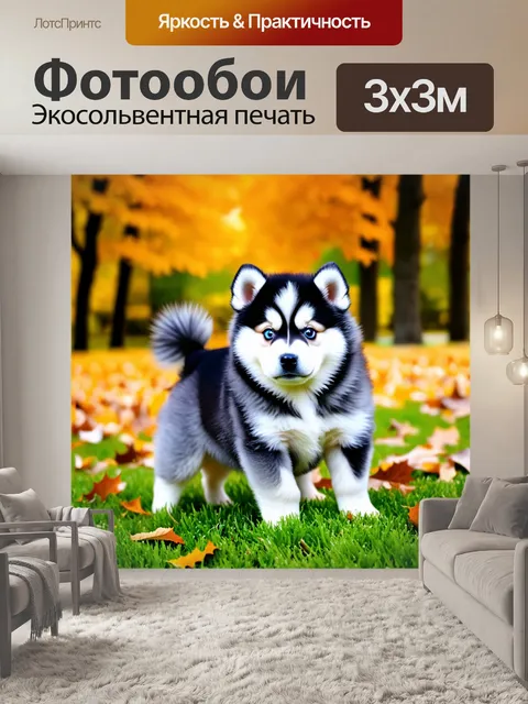 Фотообои Щенок породы помски, окрас черно-белый с серым, уши стоячие, глаза голубые, хвост пушистый, стоит на зеленой…