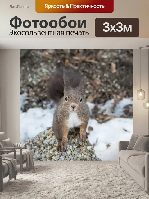 Фотообои Белка