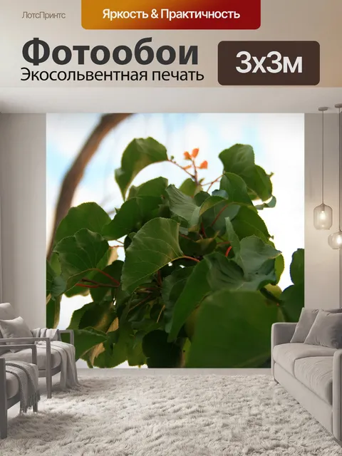 Фотообои абрикоса листья