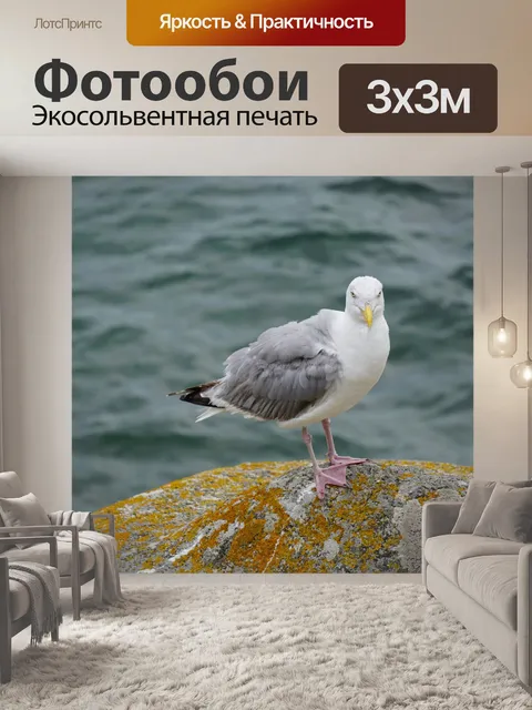 Фотообои Обыкновенная чайка