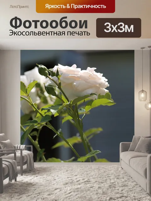 Фотообои Белые розы,
