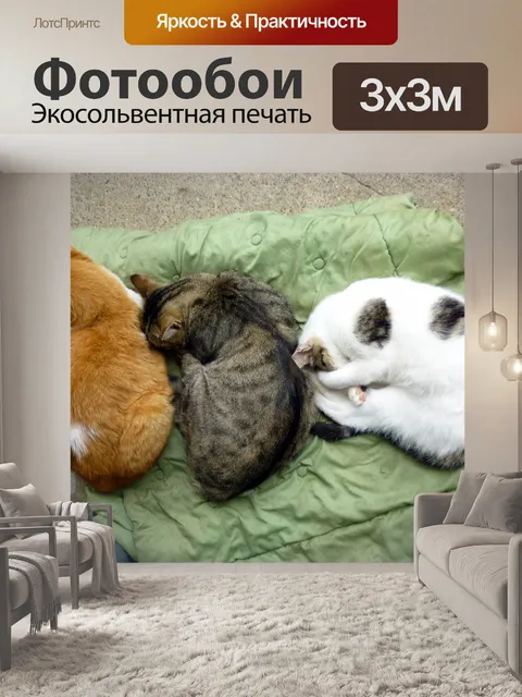 Фотообои Три кошки спальные