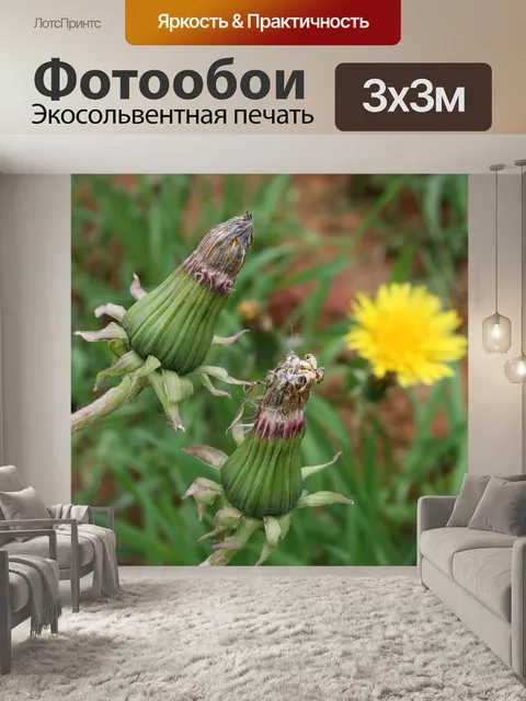 Фотообои Одуванчик