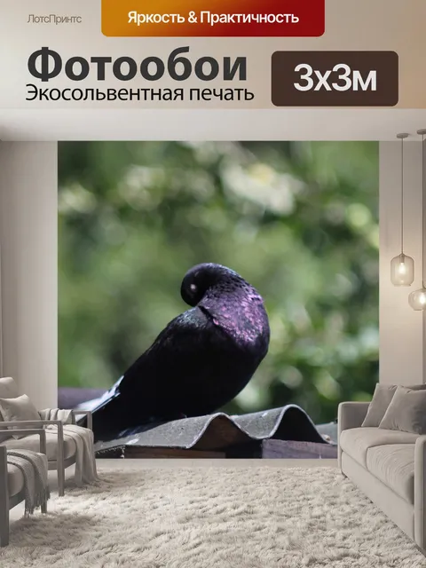 Фотообои Голубь
