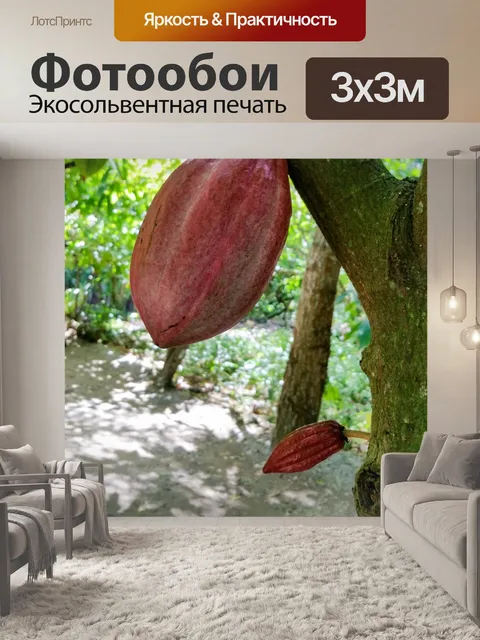 Фотообои Выращивание какао-бобов