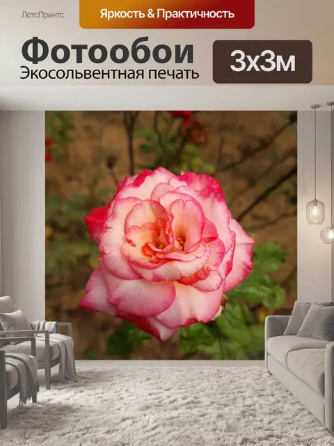 Фотообои Роза