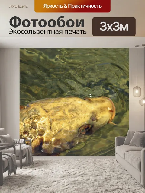 Фотообои Рыбы