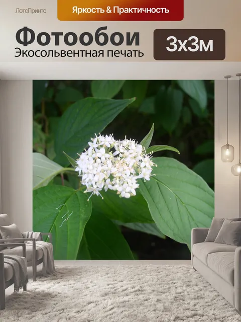 Фотообои Черемухи цветы дерево