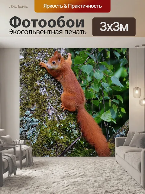 Фотообои Белка