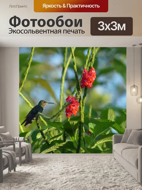 Фотообои Колибри