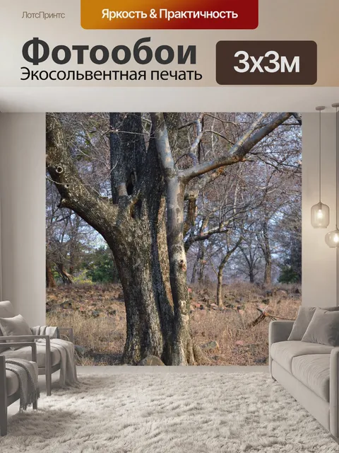 Фотообои Лес 55