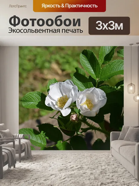 Фотообои Бледно розовые розы