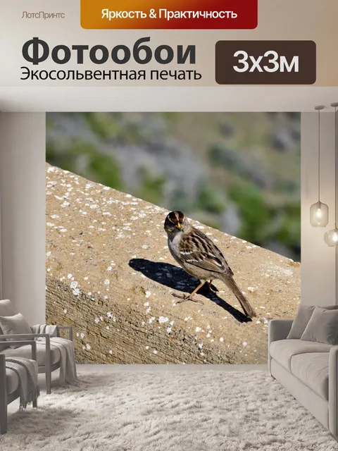 Фотообои Воробей сидит на стене