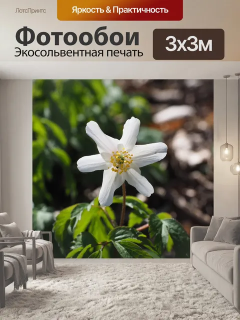 Фотообои Древесные анемоны