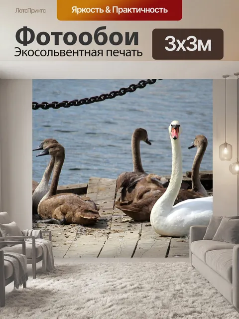 Фотообои Лебеди