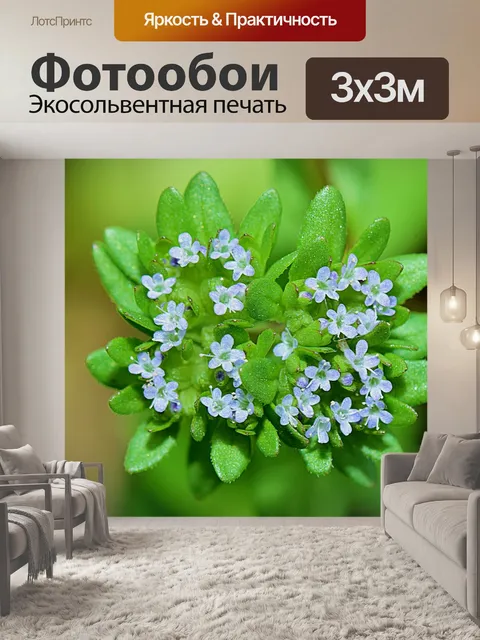 Фотообои Цветы