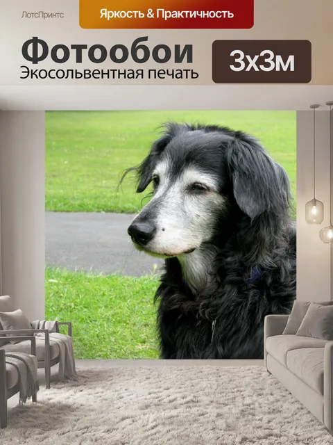 Фотообои Старшая собака