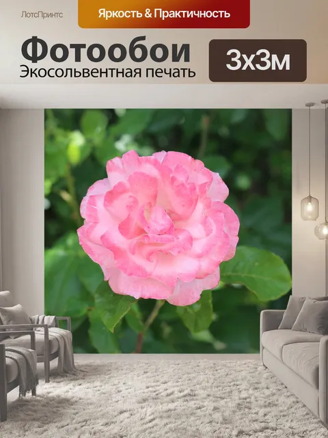 Фотообои Бледно розовый