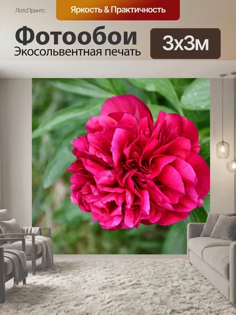 Фотообои Пион