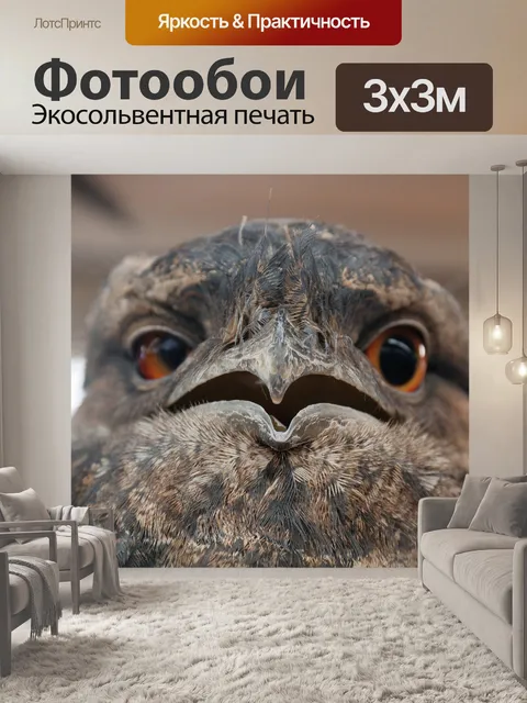 Фотообои Сова