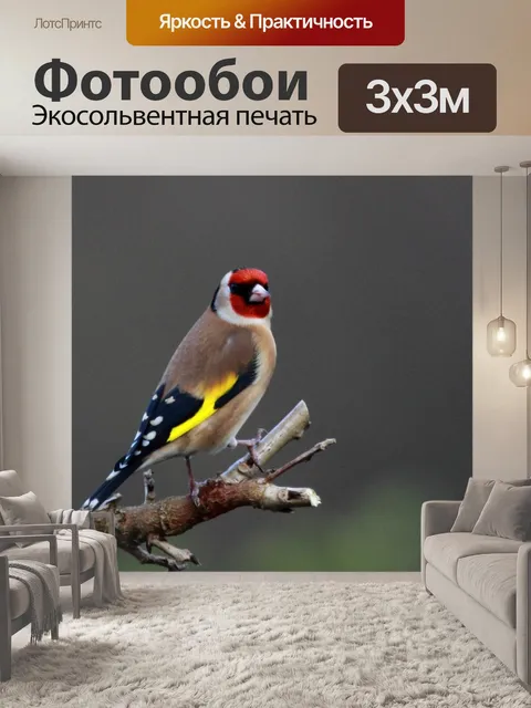 Фотообои Зяблик