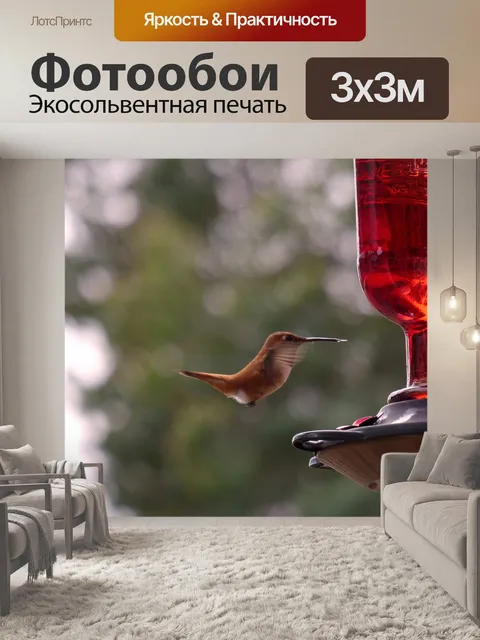 Фотообои Колибри в полете