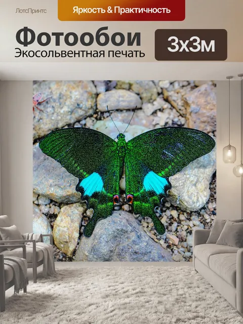 Фотообои Бабочка хвост тинг париж