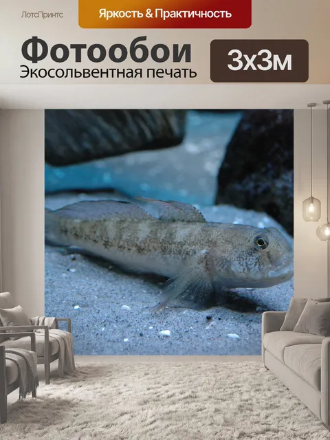Фотообои Рыбы