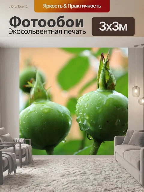 Фотообои Плоды розы