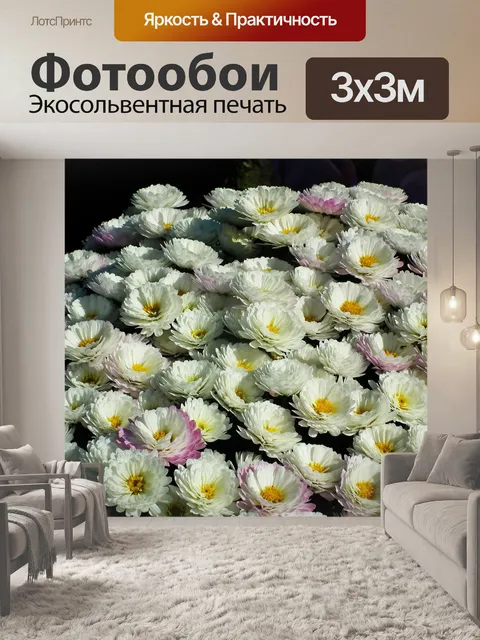 Фотообои Хризантемы
