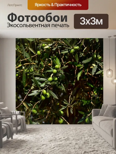 Фотообои Оливковое дерево
