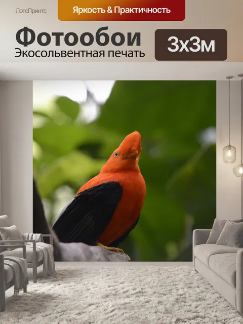 Фотообои Птица