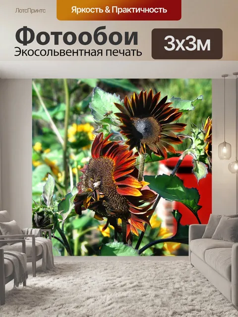 Фотообои Подсолнух