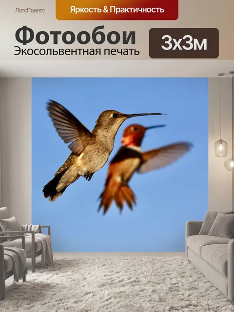 Фотообои Колибри