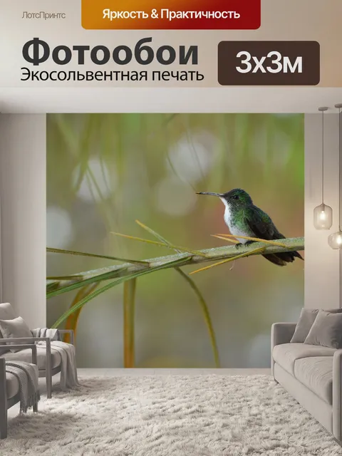 Фотообои Колибри