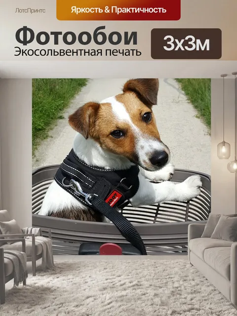 Фотообои Собака